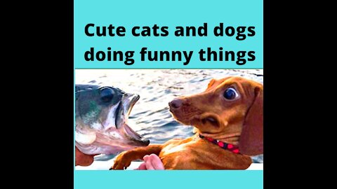 Cute cats and dogs doing funny things