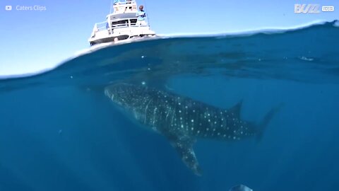 Ce requin baleine fiche la trouille à un groupe de touristes