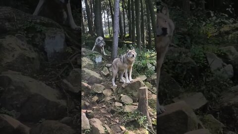 Wolf family waiting for food #shorts