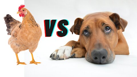 Dog Vs Chicken Fight - Funny Fight Video