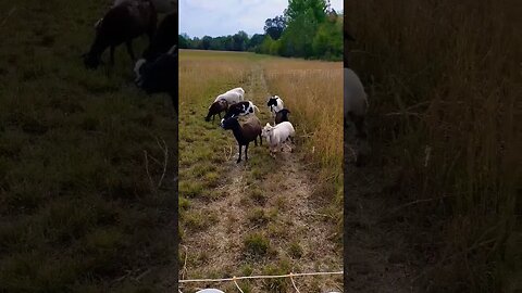 Adaptive Grazing hairsheep. Fresh ground daily means healthy animals, healthy family! #sheepranch