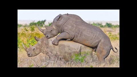 ANIMAL KINGDOM MATING