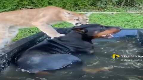 Enjoy dog and cat in water❤️❤️❤️🌹🌹🌹#shorts