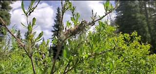 Caterpillars in idaho