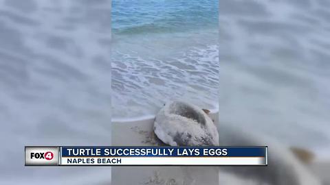 Sea Turtle Successfully Lays Eggs