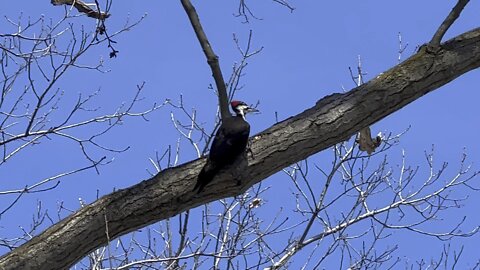 Pileated Wood Pecker still at it