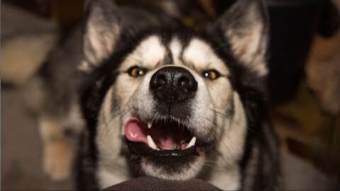 Husky Loves Singing To Adverts