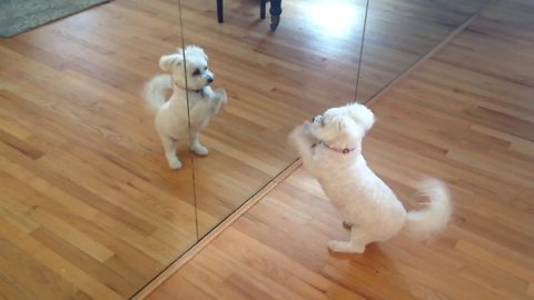 A Cute Dog Plays With His Own Reflection In A Mirror