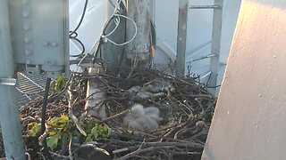 RUBY CAM: Ruby's three baby hawks