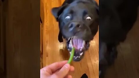 Black dog eating green chilies #petvideos #funnyvideo