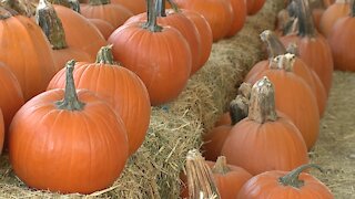 COVID-19 citations include popular pumpkin patch