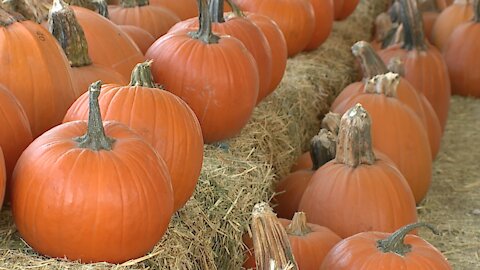 COVID-19 citations include popular pumpkin patch