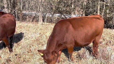 Newly created silvopasture gets first hay unrolled in it for cow mob.