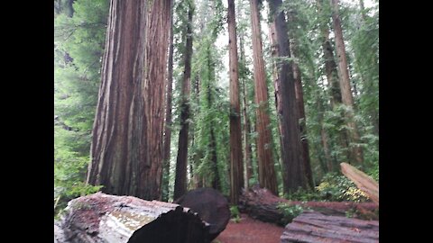 Redwood Forest