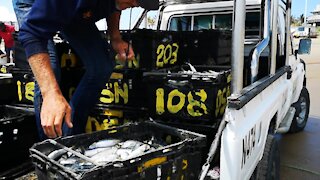 SOUTH AFRICA - Durban - Frenzy of sardine netting off Durban uShaka beach (Video) (iUB)