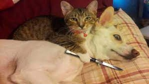 So Funny Cats Cat And Dog Wars – Funny Cats