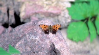 MELINDA'S GARDEN MOMENT - ATTRACTING BUTTERFLIES