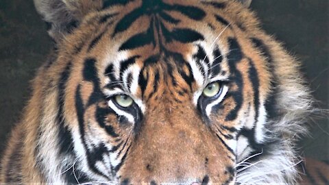 Majestic Sumatran tiger enjoys a rest in the sunshine