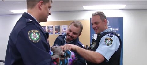 Orphaned wombat joins police squad