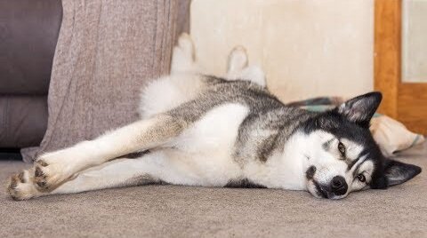 Husky Sings Laying Down