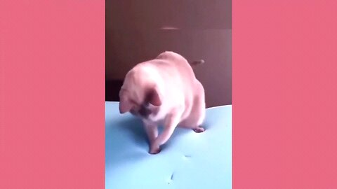 funny animal videos