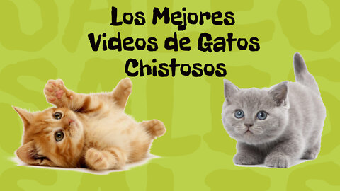 Los Mejores Videos de Gatos Chistosos - Cat Fails