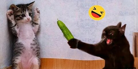 Funny animal video 🤣| best tranding 😂funny cat video