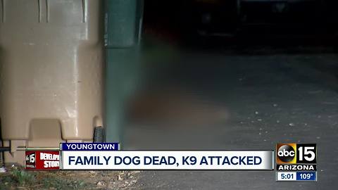 MCSO deputy shoots, kills dog in Youngtown after it allegedly attacks his K9 partner