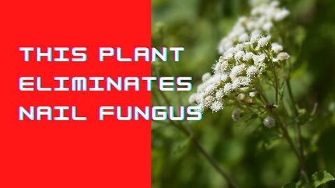 This Plant Eliminates Nail Fungus