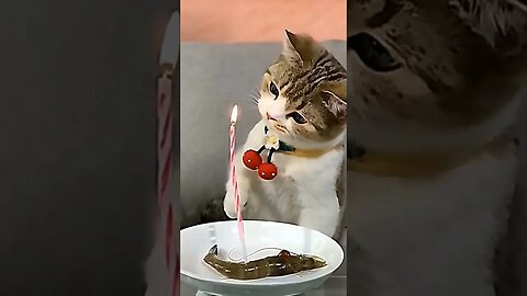 Meyaooun Birthday #funny