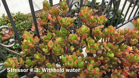 Change Your Succulent's Color-5 Quick Tips