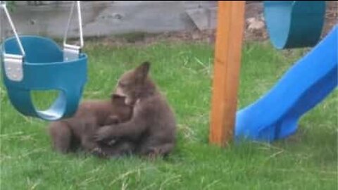 Bear cubs invade backyard to have fun