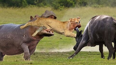 HIPPO AND BUFFALO DESTROY LION