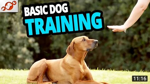 Basic Dog Training – TOP 10 Essential Commands Every Dog Should Know!