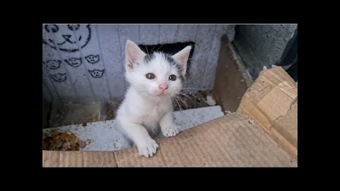 Homeless cute Kittens living on the street.