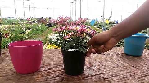 Growing techniques of Chrysanthemums