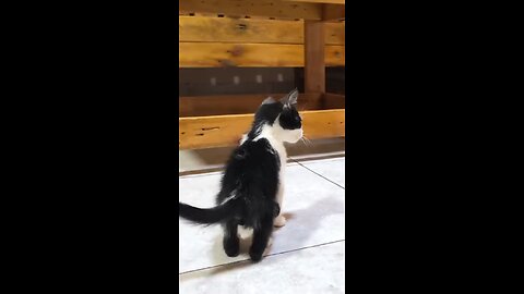 A rescued kitten talking to a big cat at their first meeting 💥😼