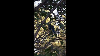 A baby blue jay during summer