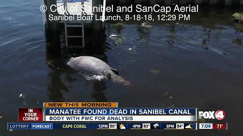 Video shows dead manatee at Sanibel Island