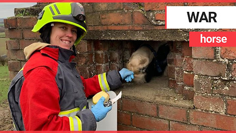 A horse with a nose for trouble found itself stuck in a World War Two pillbox