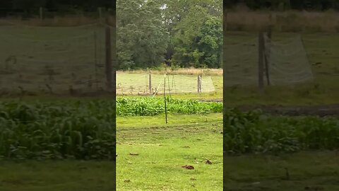 4 weeks into the garden of corn, potatoes and beans #gardening #garden #gardener