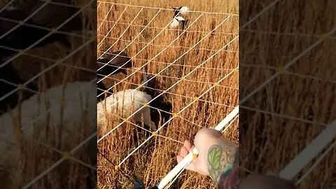 Sheep farm animal chores. Mike moving sheep on the homestead!🐑🐔🚜😃🤠😄#cute #animals