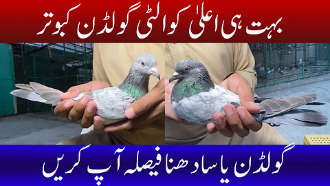 High Quality Golden Pigeons Watch In HD Urdu/Hindi