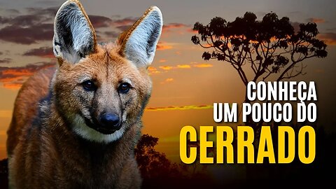 CONHEÇA UM POUCO DO CERRADO