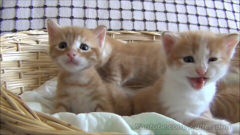 Mom cat with 4 meowing kittens