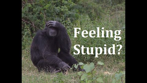 What to do When You're "Feeling Stupid"