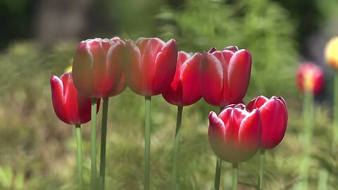 2023 Tulip Festival in Ottawa, ON