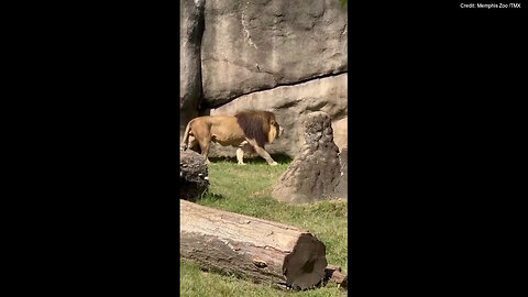 Lion Roars At Memphis Zoo Just In Time For Special Occasion