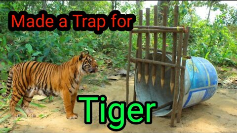 Made a Traip For TigerTiger _Trap Made Of Plastic Container And Wood - Traditional Tiger Trap