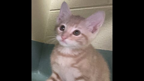 Big Orange Kitty Slices Dices and Eats Door